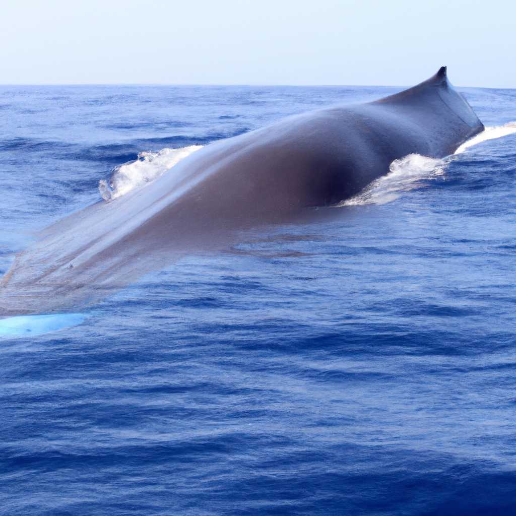 Uncovering the mystery of the Eastern Pacific Blue Whales : new study revealed the genetic uniqueness and conservation needs of eastern blue whales